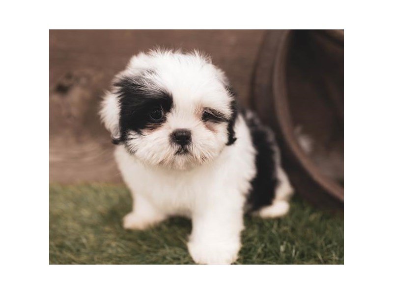 Shih Tzu
