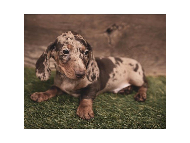 DachshundDOGFemaleChocolate Dapple2445078Petland Columbus, Ohio