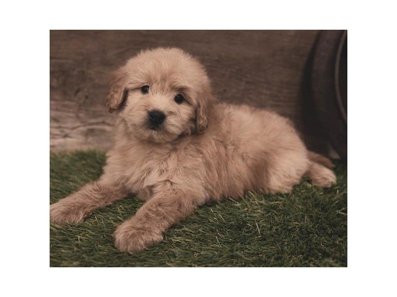 Mini Goldendoodle 2nd Gen