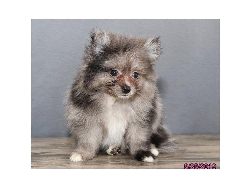 Pomeranian
