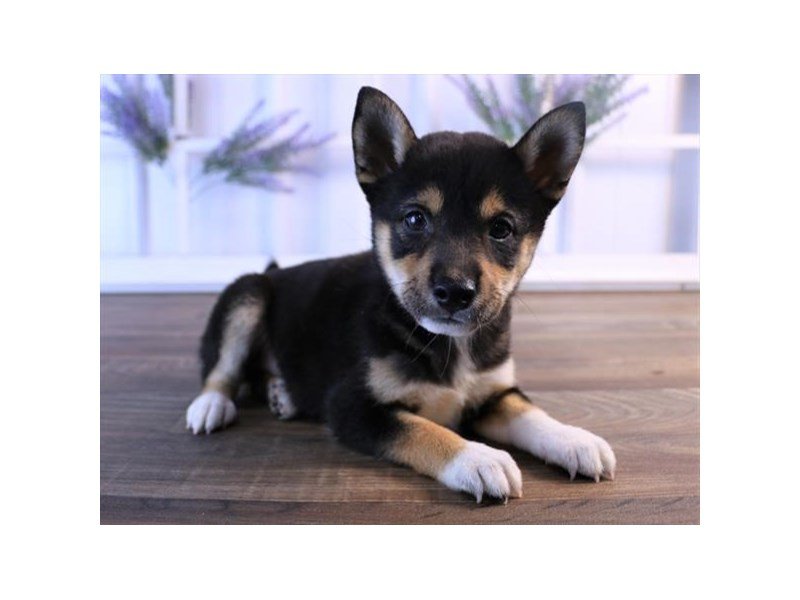 Shiba Inu
