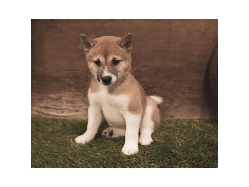 Shiba Inu