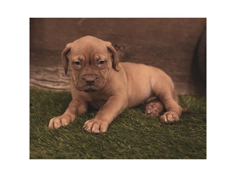 Dogue De Bordeaux