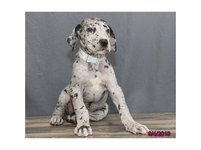 Great Dane