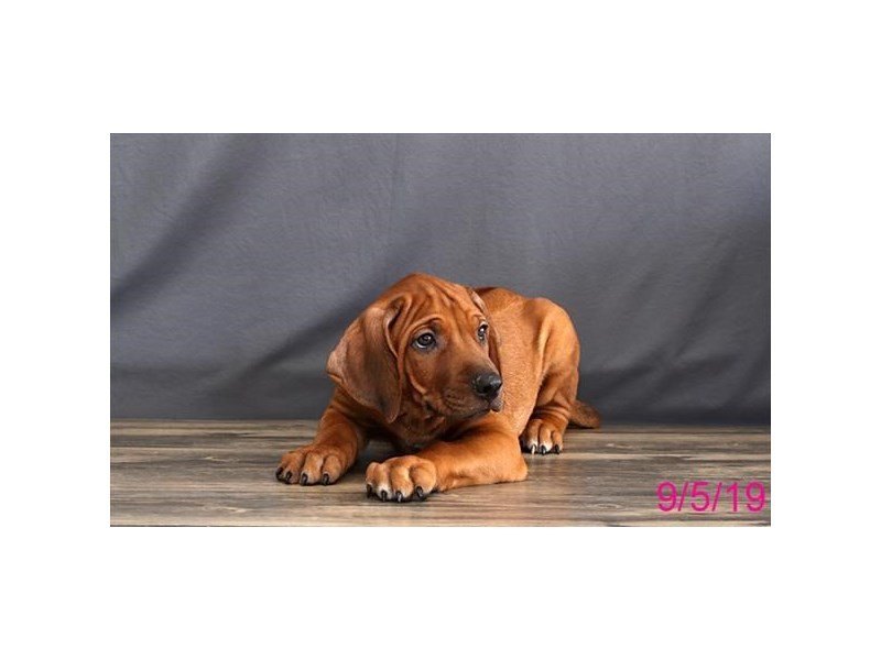 Rhodesian Ridgeback