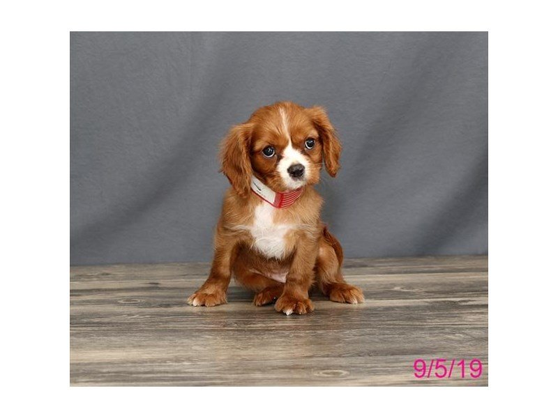 Cavalier King Charles Spaniel