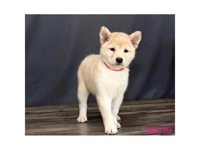Shiba Inu Dog Female Cream 2451248 Petland Carriage Place