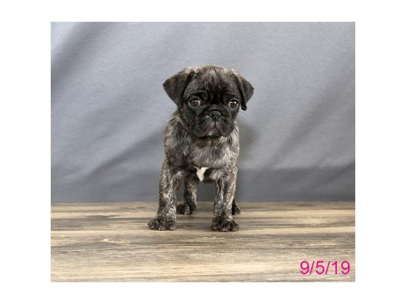 Pug