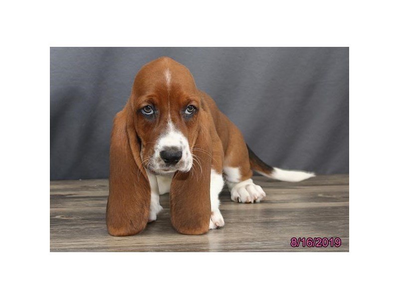Basset Hound Puppies Petland Carriage Place