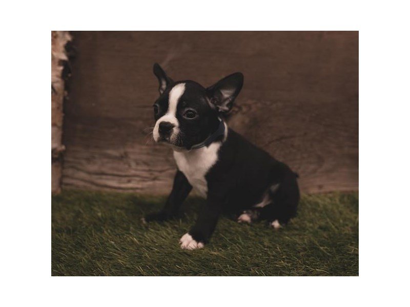 Boston Terrier