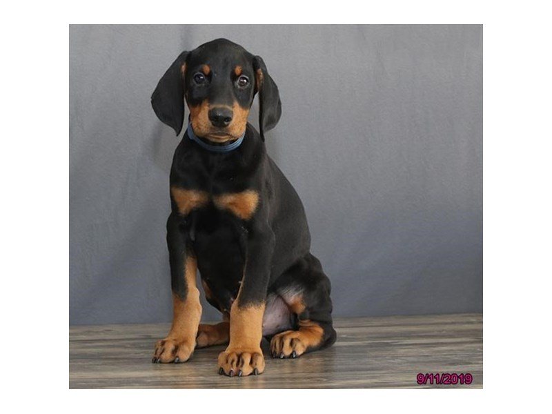 Doberman Pinscher