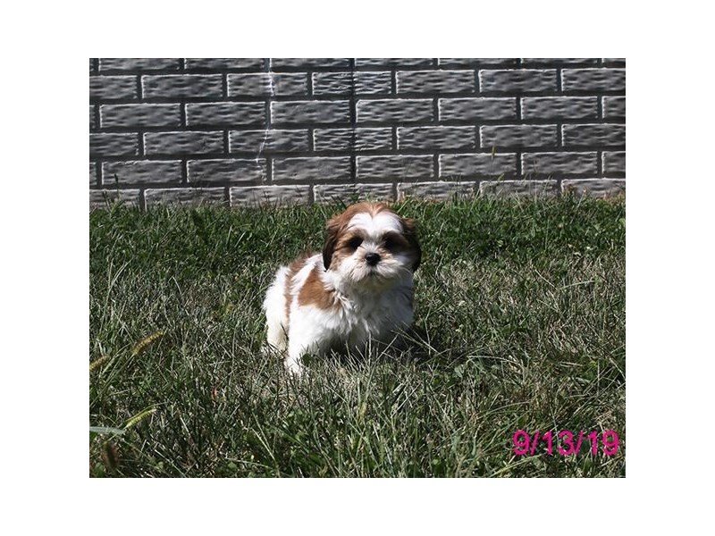 Lhasa Apso