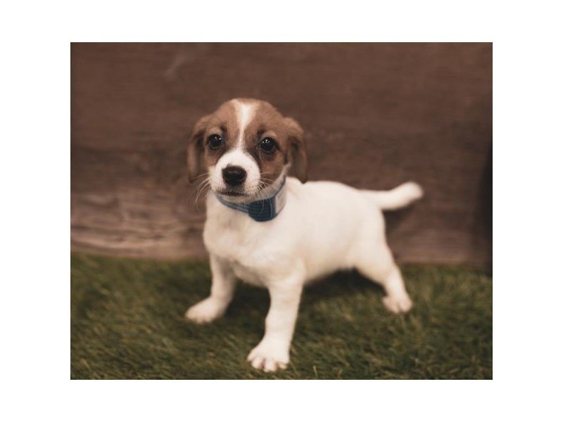 Jack Russell Terrier