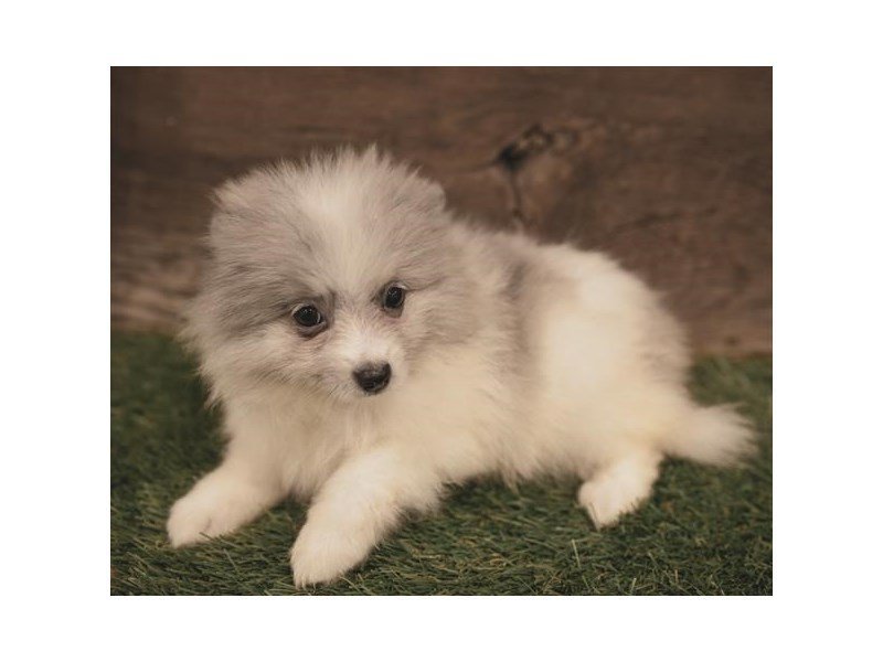 Pomeranian
