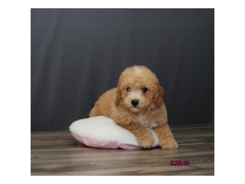 Bichon Poo