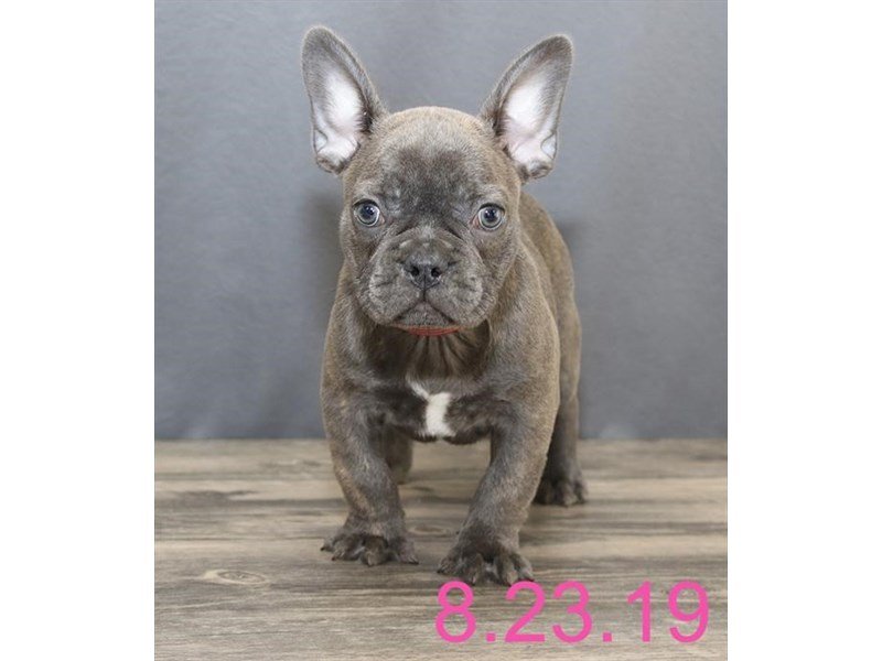 French Bulldog