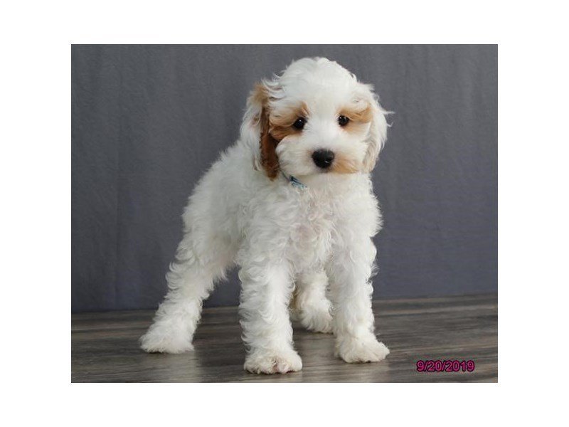 Cavapoo