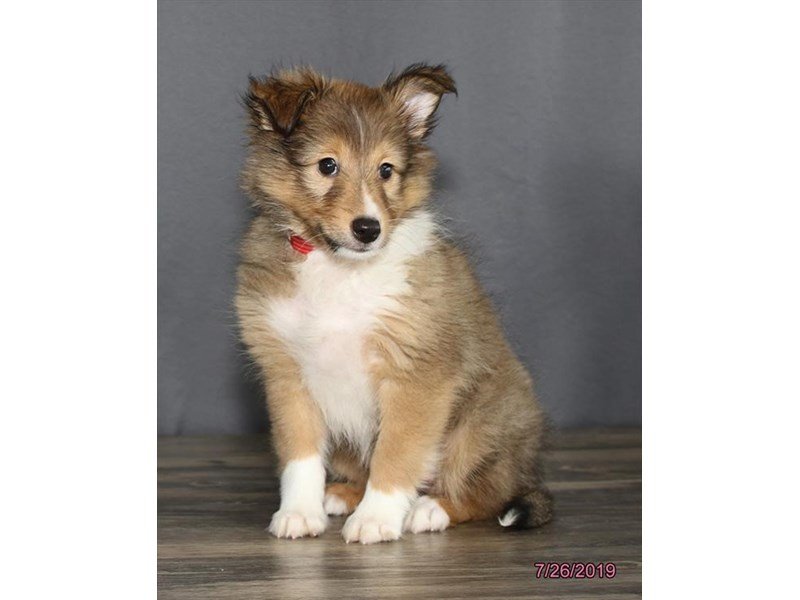 Shetland Sheepdog