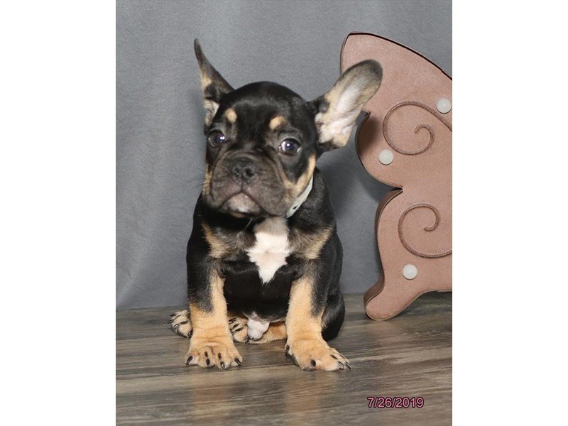 French Bulldog