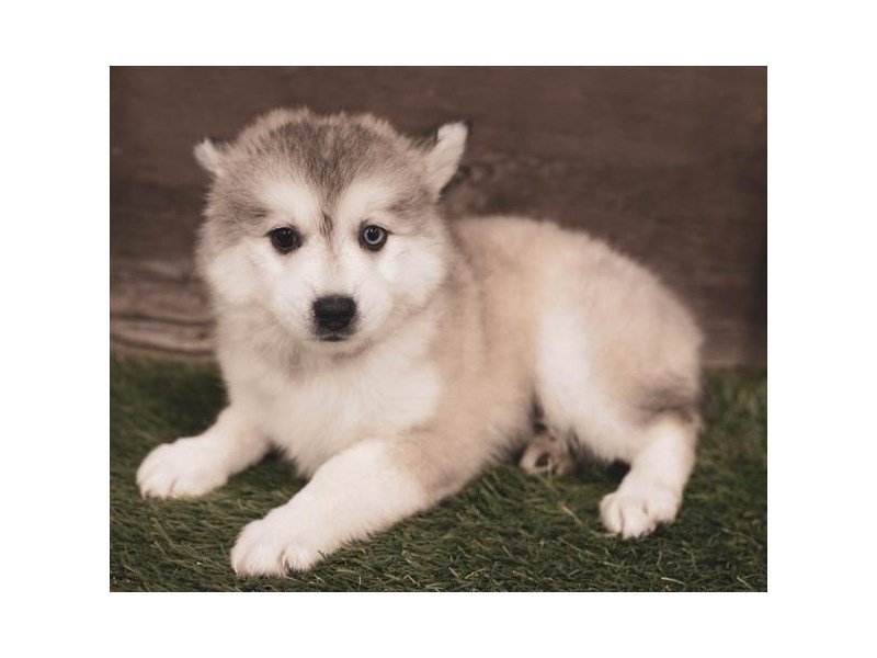 Pomsky