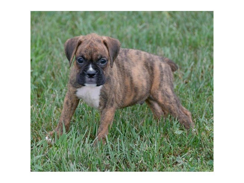Boxer