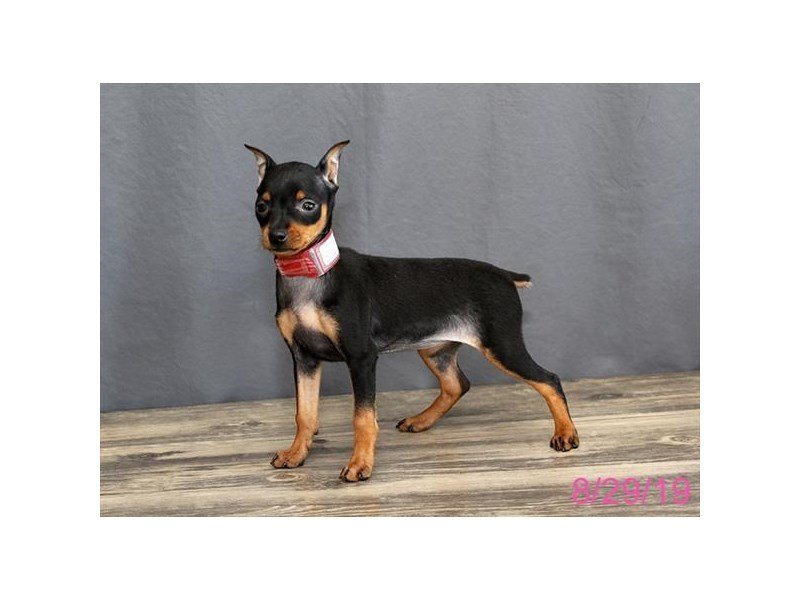 Miniature Pinscher