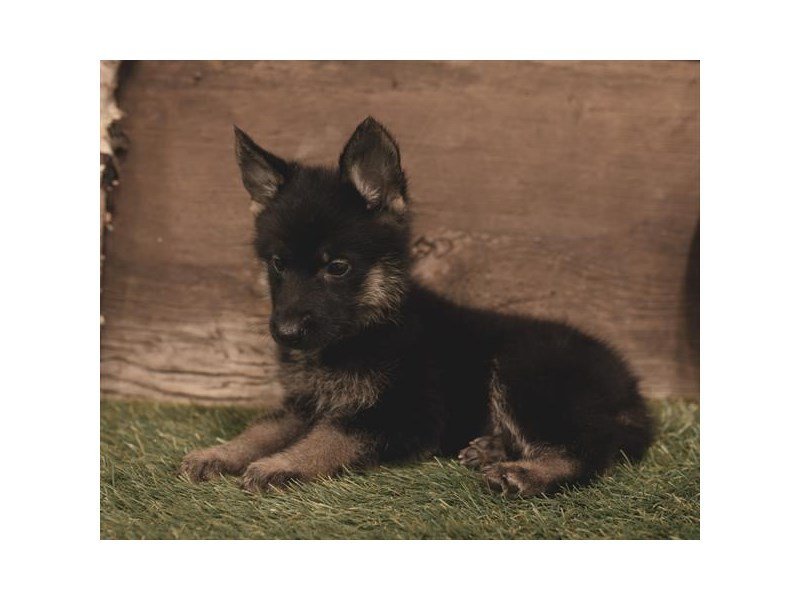 German Shepherd Dog