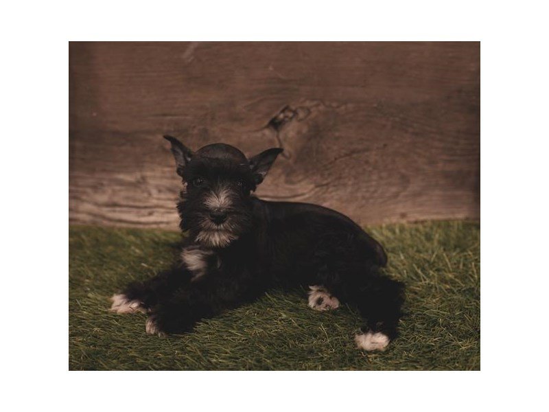 Miniature Schnauzer