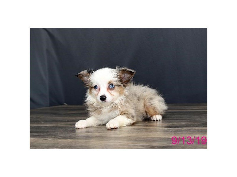 Miniature Australian Shepherd