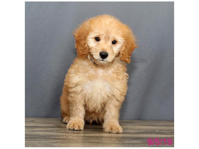 Mini Goldendoodle