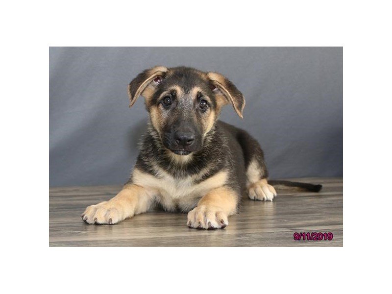 German Shepherd Dog