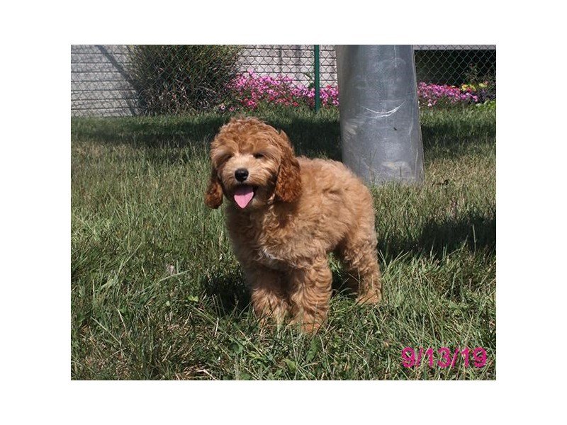 Mini Goldendoodle
