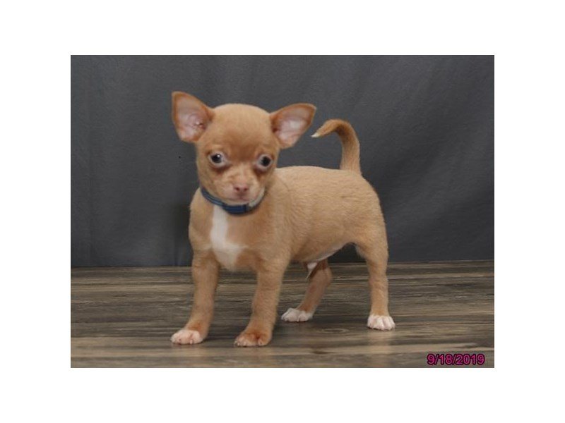 Chihuahua