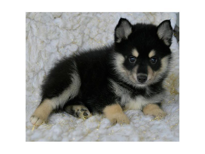 Pomsky