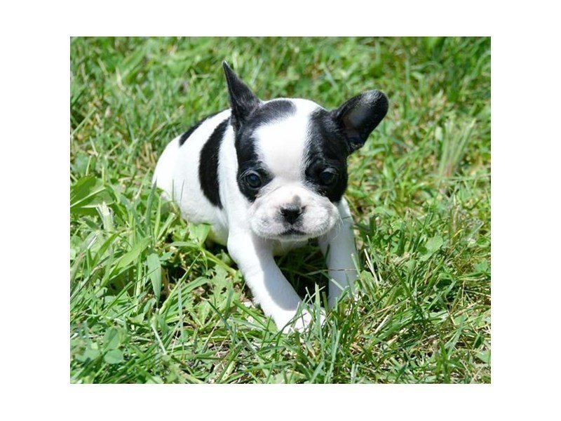 French Bulldog
