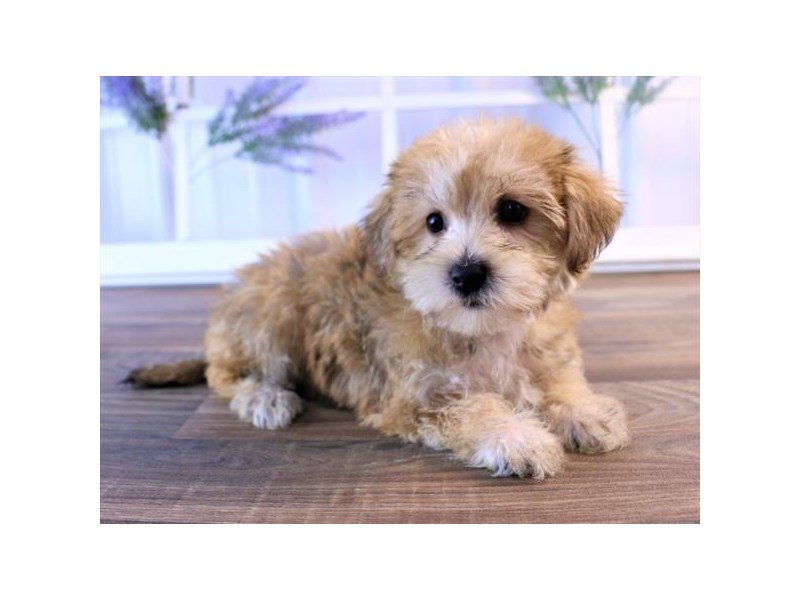 Morkie