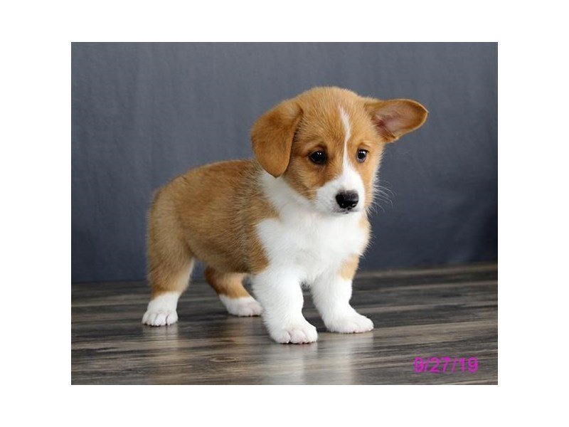 Pembroke Welsh Corgi Dog Female Red White 2470234 Petland Carriage Place