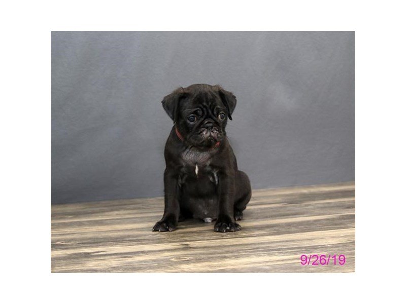 Pug