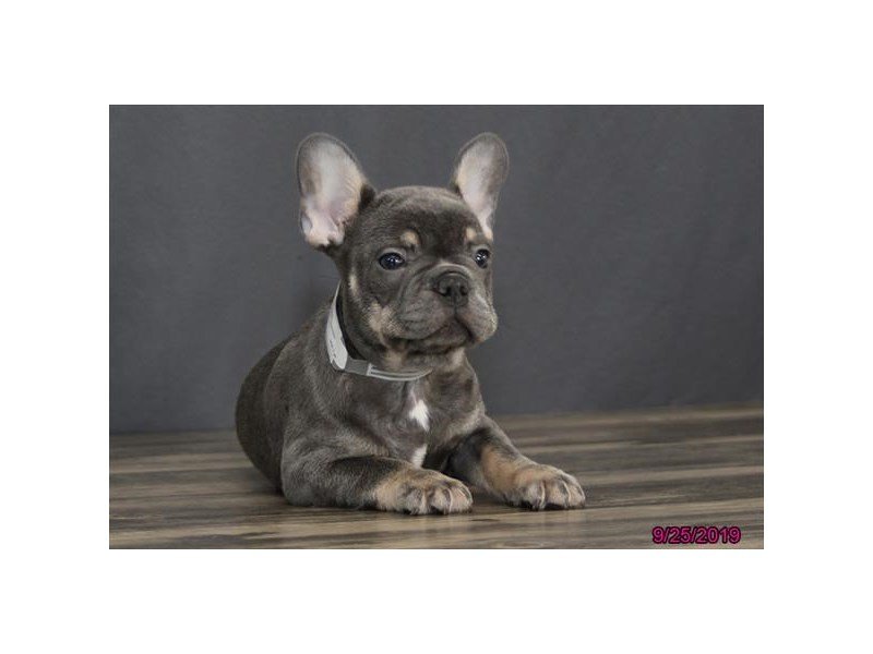 French Bulldog