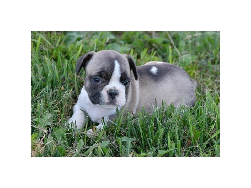 French Bulldog