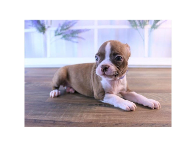 Boston Terrier