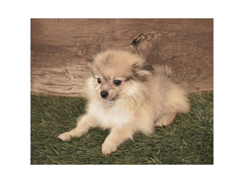 Pomeranian