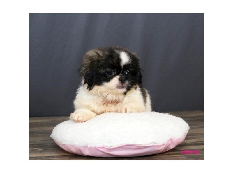 Pekingese