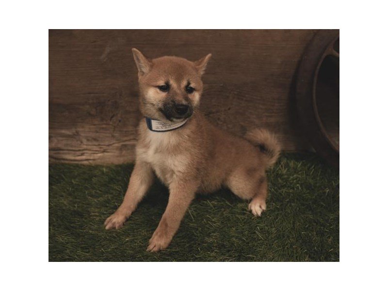 Shiba Inu Dog Cream Id2554608 Located At Petland Carriage Place