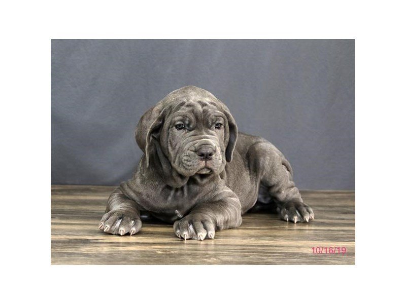 Neapolitan Mastiff