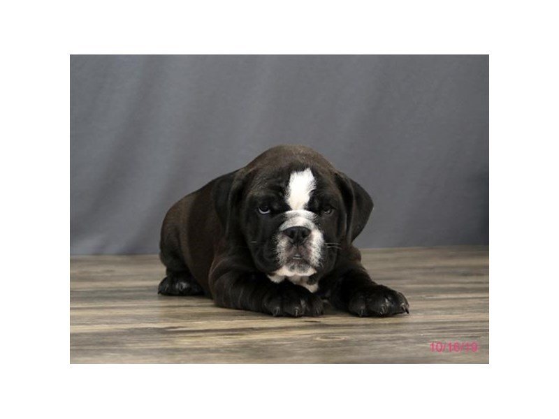 English BulldogDOGFemaleBlack/ White2503403Petland Carriage Place