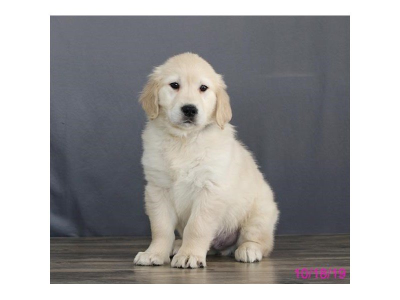 Golden Retriever