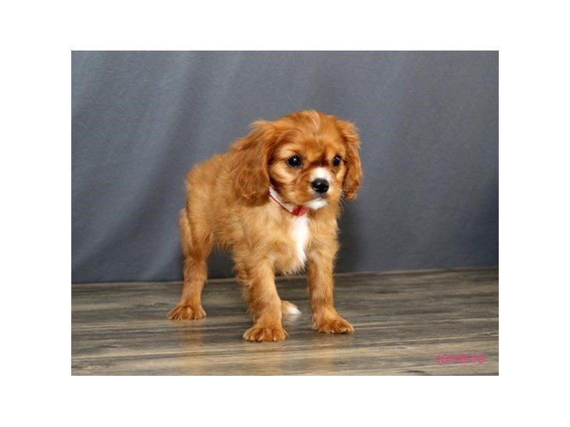 Cavalier King Charles Spaniel