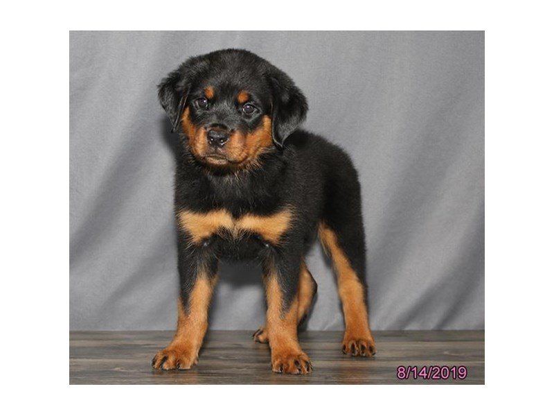 Rottweiler