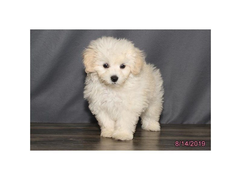 Maltese/Poodle